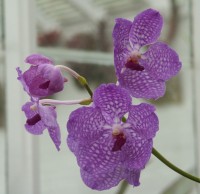 Horticultural societies and gardening groups